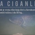 Ronioci na Adi Ciganliji u čudu! Impozantna riba snimljena u "beogradskom moru"