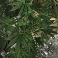 Da li će u Srbiji biti legalizovana marihuana Komšije su već na korak od realizacije