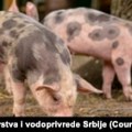 Ministarstvo ukinulo epidemiju afričke kuge svinja oko Čačka