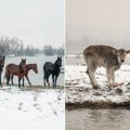 Obišli smo zarobljene životinje na Krčedinskoj adi: Vlasnik za mondo - Nisam uspeo da ih vratim, sad ostaju bez hrane