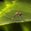Zašto komarci napadaju neke ljude više od drugih? Faktori su brojni, a među njima je i krvna grupa