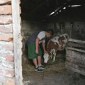 Radoje is only twelve, but hardship has made him head of household: His Mother Left Him at Birth, He Calls His Grandmother…