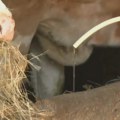 Snalaze se kako znaju i umeju: Kad temperatura raste, meštani Sopota ostaju bez vode