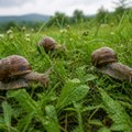 “Puzajuća zarada“: Kišni dani idealni za sakupljače puževa u okolini Čačka