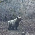 (Video) Vozio kroz mrak kod Zlatibora, a onda je iskočila zver! Kamere zabeležile prizor koji se ne viđa svaki dan: Odmah je…