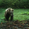 Mladunče medveda pronađeno na ulazu u prihvatilište u Crnoj Gori