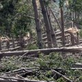 Nevreme u Vojvodini ostavilo ogoljene šume, potrebne godine za obnovu