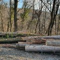 Ekološke organizacije javno apeluju da se obustavi seča šuma u Nacionalnom parku „Fruška gora“