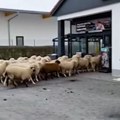 Stado od 50 ovaca skrenulo s puta i ušetalo u supermarket! Pastir se hvatao za glavu zbog onoga što su u njemu napravile…