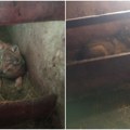 (Video) Nesvakidašnja scena na Žabljaku - vuk legao pored teladi u štali. Gazde bile u šoku, sve usnimile.