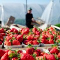 Plastenička proizvodnja jagoda i povrća u selu Trbušani kod Čačka u punom jeku