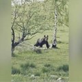 Kroz ovu srpsku planinu nikako ne idite sami! Meštani oči u oči sa opasnom zveri, a susreti sve češći (video)