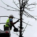 Počeli radovi na orezivanju i uklanjanju starih stabala u Ivanjici (VIDEO)