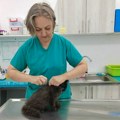Učestala pojava mačije kuge; Kikindski veterinari apeluju na vlasnike da obrate pažnju