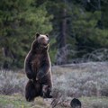 Zatvoren poznati nacionalni park, pronađeno telo žene! Popularno mesto među planinarima, sumnja se na grizlija (foto)