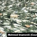 Rijeka Bosna zagađena, mrtve životinje pronađene duž obale