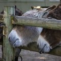 Magarci uključeni u terapije u psihijatrijskoj bolnici nedaleko od Pariza