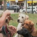 Od vijetnamskog učitelja do beogradskog šetača pasa: Ljubav prema životinjama pretočena u profesiju