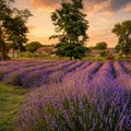 Lavanda porodice Pece: Za samo jedan litar eteričnog ulja potrebno do 150 kilograma cvetova