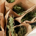 Uhapšen Kraljevčanin sa oko 40 kilograma kanabisa