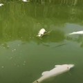Strašan pomor u akumulaciji Moravica Evo i zašto je došlo do uginuća ogromne količine ribe