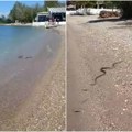 (Video) Ogromna zmija na izašla iz mora! Srbi na plaži u Grčkoj snimili gmizavca: "Ovo je da se umre odmah!"