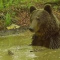 Vic dana Dođe Amerikanac u Srbiju i zapazi jednog medveda i Pericu kako igraju šah...