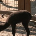 Nova beba alpaka osvojila srca svih u Beo zoo vrtu: Malena ženka sada traži ime (VIDEO)