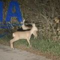 Redak prizor u Koštunićima: Jovan uslikao dve srne pored puta, pa nestale u šumi (VIDEO)