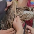 Orao Feliks vojnim avionom vraćen u Srbiju