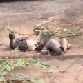 (Uznemirujući video) razjarena lavica ščepala čoveka! Zarila mu kandže u meso, nesrećni čovek ležao u krvi, narod vrištao od…
