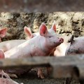 Afrička svinjska kuga izbila u Srbiji, vrlo blizu granice s Hrvatskom