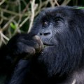 Neverovatan snimak gorile s bebom iz zoo-vrta koji je videlo 200.000 ljudi