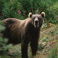 Medved trčao šumom kod Kotor Varoši ne obazirući se na lovce