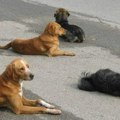 Leskovac na 40 stepeni – veterinari upozoravaju: I psi mogu doživeti toplotni udar