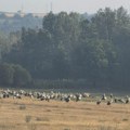 Jato belih roda iznenadilo meštane sela Rgotina