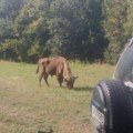 (Foto/video) drama na Fruškoj gori Bizon i dalje slobodno luta, iz Nacionalnog parka upozoravaju: Ako ga vidite, ne…
