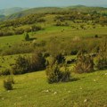 Društvo za zaštitu i proučavanje ptica podnelo primedbe zbog vetroelektrane: Prekogranični zeleni projekat ugrožava ptice na…
