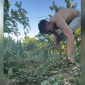 (Video) Na Kosovu ima baštu i obavlja seoske poslove: Milan Vasić podelio snimak sa imanja, čupa mladi luk pred ručak: "Da se…