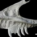 Retki fosil dinosaurusa pronađen u Kanadi menja dosadašnje razumevanje drevnih predatora: "Pronašli smo deda-unuka T reksa"