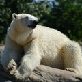 VIDEO: Zoo vrt u Pragu rashlađuje polarne medvede tonama leda