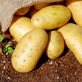 U Guči se sutra obeležava Svetski dan krompira - Mnoštvo zanimljivih činjenica o omiljenoj namirnici