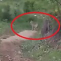 Meštani srpskog sela u strahu, zver nije skoro prišla tako blizu „Nisam mogao da verujem da mi je ispred kuće"