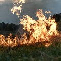 Veliki požar kod soluna još nije pod kontrolom Šuma u plamenu, vatru gase avioni i helikopteri