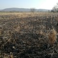 Požar na strništu u blizini auto-puta Novi Sad - Sirig, vatrogasne ekipe na terenu