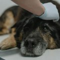 Žena koja je trovala pse i bacala ih u bunar osuđena uslovno