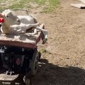 (Video) Neverovatna priča ovčice Kiki: Nepokretna od rođenja, ali ume sama da vozi motorno vozilo uz pomoć džojstika