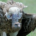 Neverovatan prizor na Jadranu: Prvi put u istoriji sleteo gost iz Afrike koji drži svetski rekord: Leti visoko kao putnički…