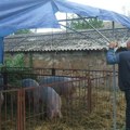 Afrička kuga svinja u Srbiji: Veterinarske službe obavile 290.000 nadzora