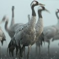 Ptičji grip u Banatu: Ugrožena područja su Kumane, Elemir, Jankov Most i Mihajlovo
